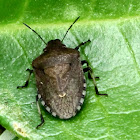 Brown Shield Bug