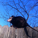 Virginia Opossum