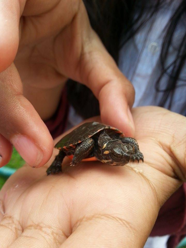 Painted Turtle