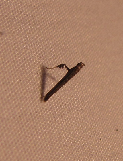 Sumac Leafblotch Miner Moth