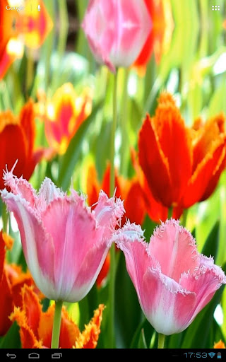 【免費個人化App】3D Fascinating Tulips Free-APP點子