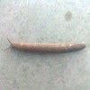 slug