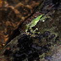 Black-spotted rock frog