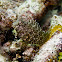 Cryptic Blenny