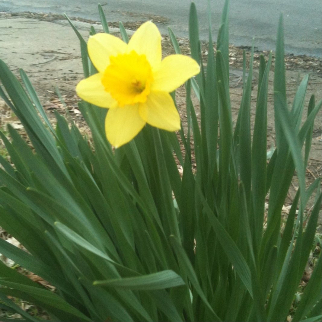 Spotting Project Noah