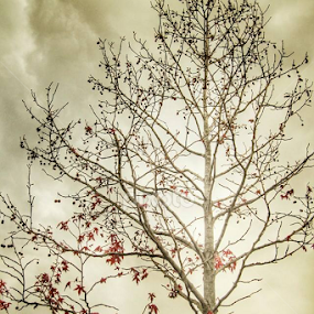 Maple tree in Japan by Wylia Watkins - Nature Up Close Trees & Bushes