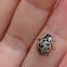 Fifteen-spotted Lady Beetle