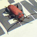 Welsh oak longhorn beetle