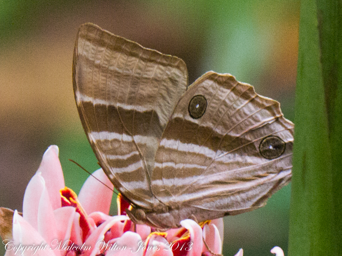 Palmking Butterfly