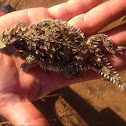 Horned Lizard or "Horny Toad"