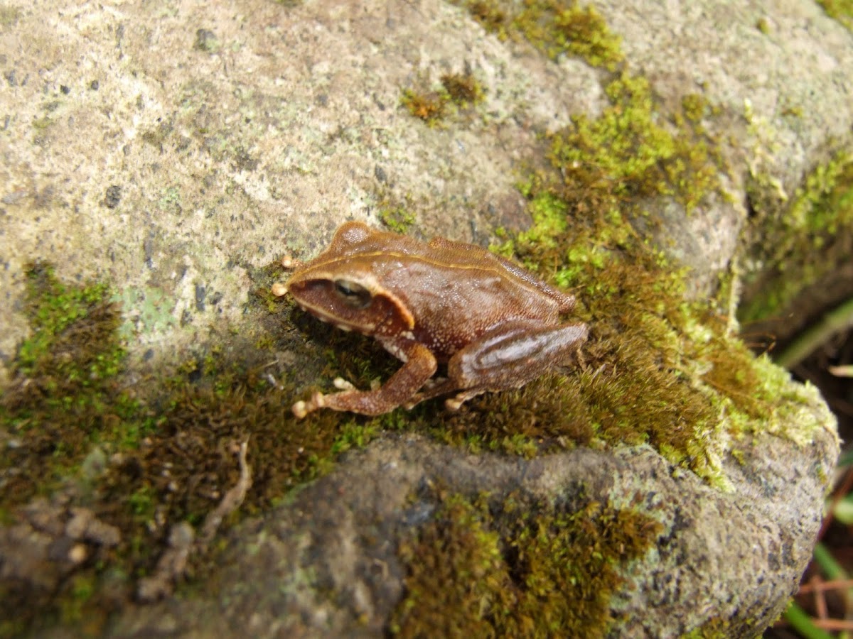 Pointed-snouted Tree Frog