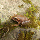 Pointed-snouted Tree Frog