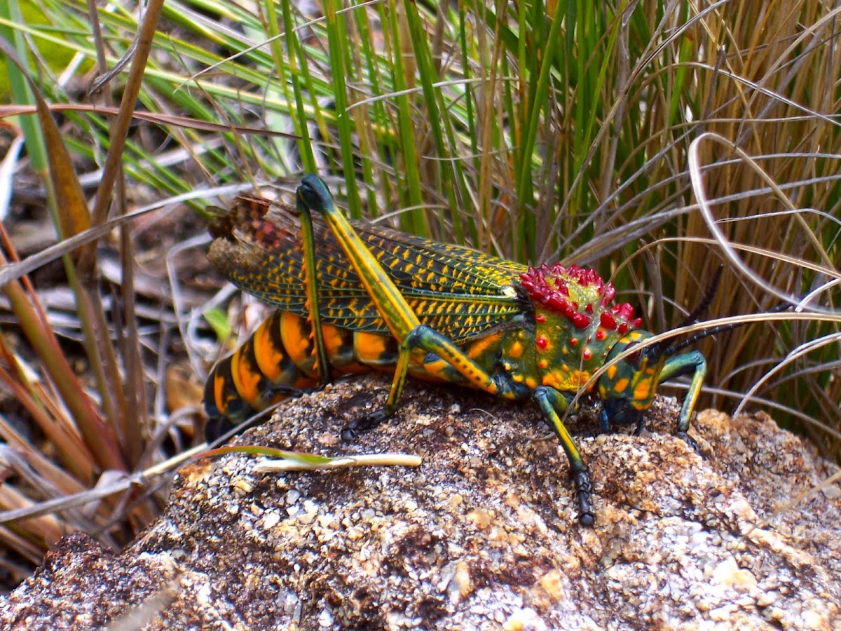 Madagascar Bush locust