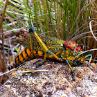 Madagascar Bush locust