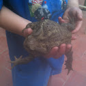Common Eurasian toad