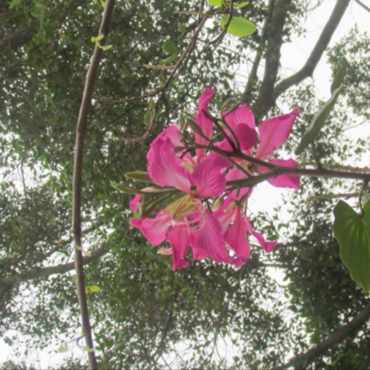 Camel foot orchid bauhinia Hong Kong Orchid tree