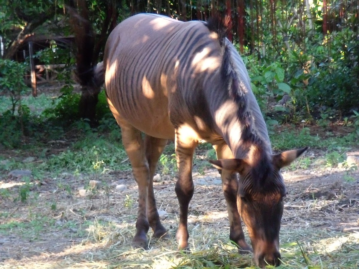 Hebra (Horse/Zebra Hybrid)