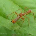 Kerengga Ant-like Jumper (Male)