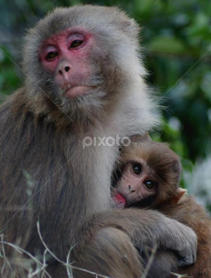 Mother and Child by Kushal Ghosh - Animals Other Mammals