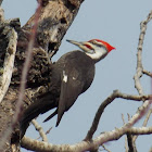 Pileated Woodpecker ♂