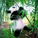 Panda Live Wallpaper logo