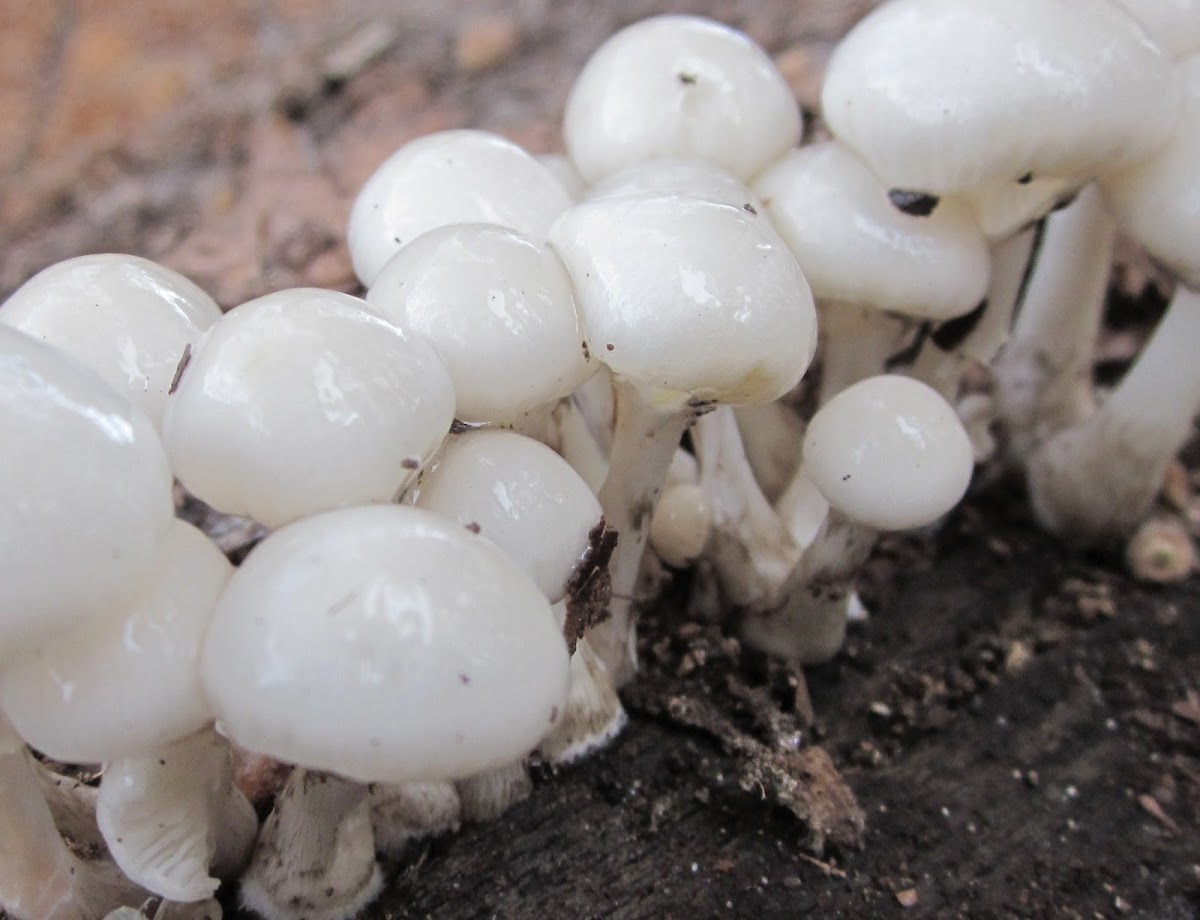 Porcelain Fungus ( young specimen)