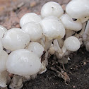 Porcelain Fungus ( young specimen)