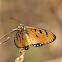 Tawny Coster Butterfly