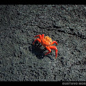 Sally lightfoot crab / Red rock crab / Zayapa