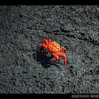Sally lightfoot crab / Red rock crab / Zayapa