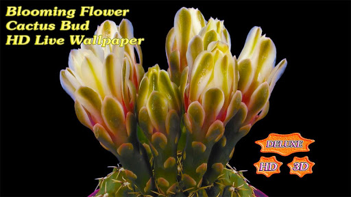 免費個人化App|Blooming Flower Cactus Buds|阿達玩APP