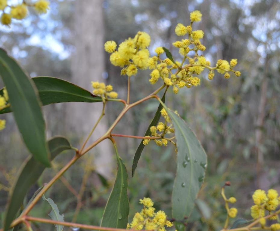 Golden wattle