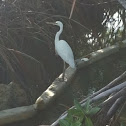 Great Egret