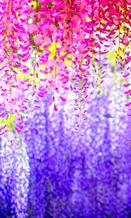 How to mod Petals live wallpaper patch 1.2 apk for pc