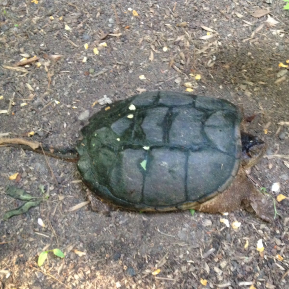 Snapping Turtle