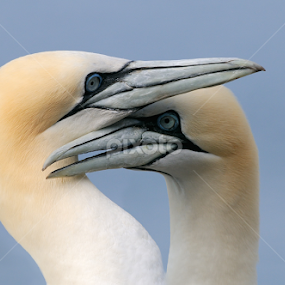 Don't Push It by Harry Eggens - Animals Birds