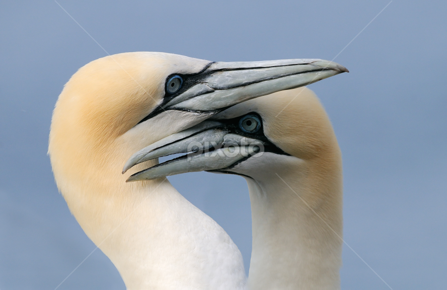 Don't Push It by Harry Eggens - Animals Birds