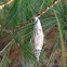 Evergreen Bagworm Moth