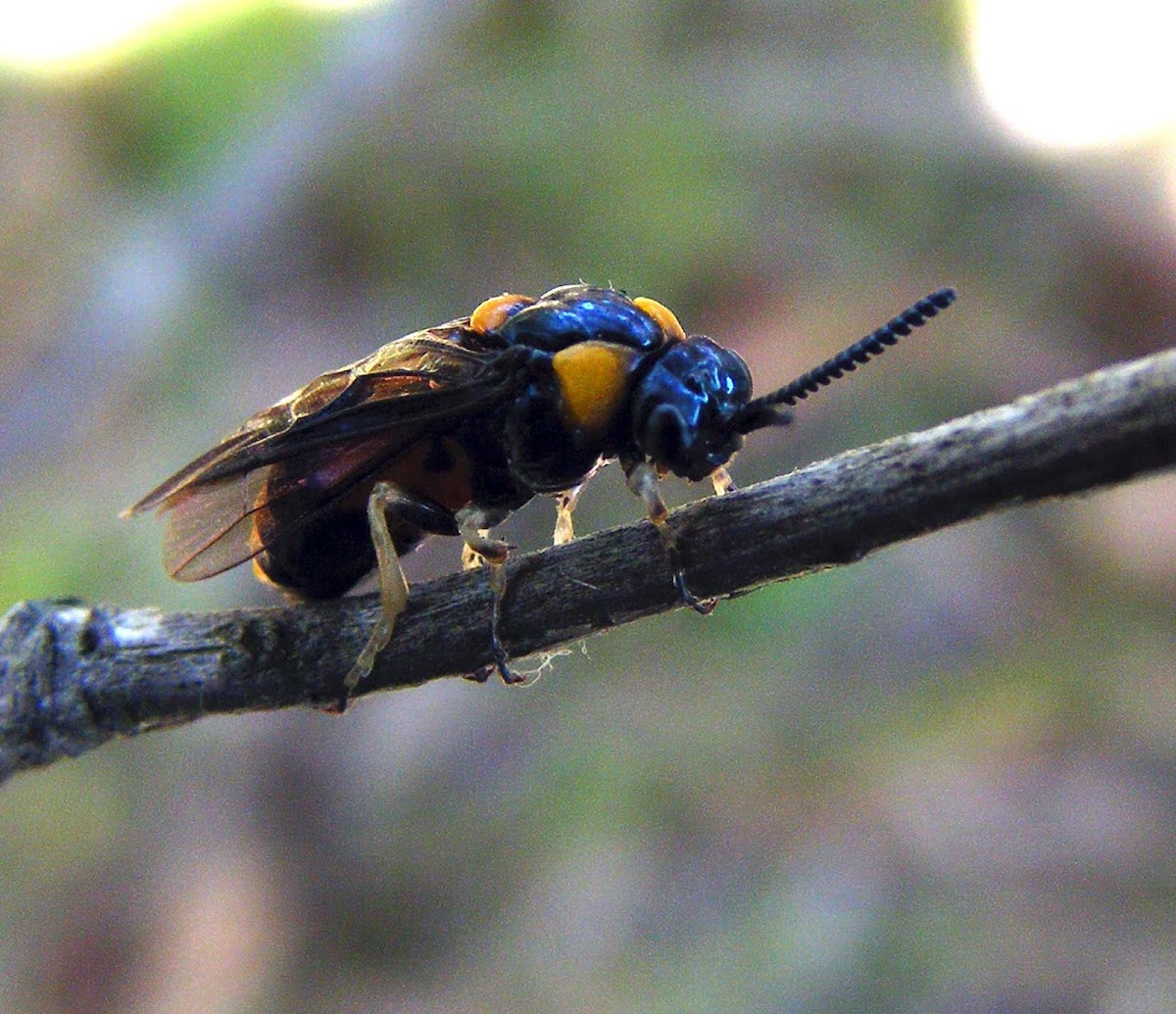 Long-tailed Sawfly
