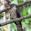 Philippine Hawk-Cuckoo