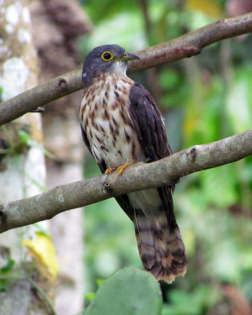 Philippine Hawk-Cuckoo