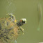 Red-eared Slider (and fish)