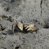 Three-spined Shore Crab