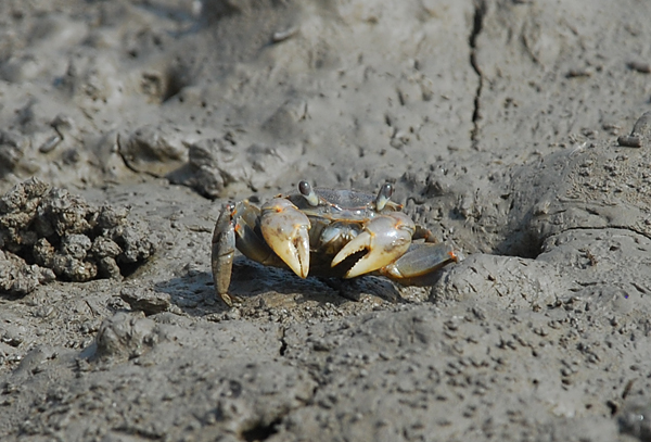 Three-spined Shore Crab