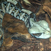 Gaboon Viper