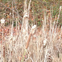 Narrow-leaf cattail