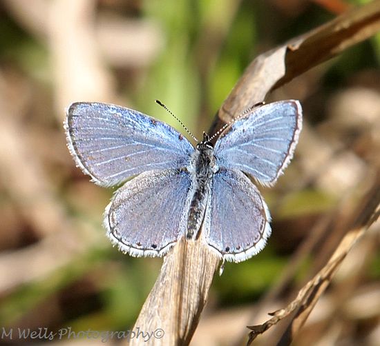 EasternTailed Blue Butterfly Project Noah