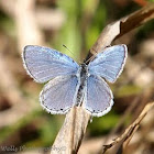 Eastern-Tailed Blue Butterfly