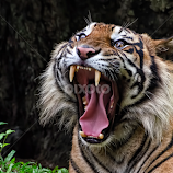 Open wide by Dikky Oesin -  