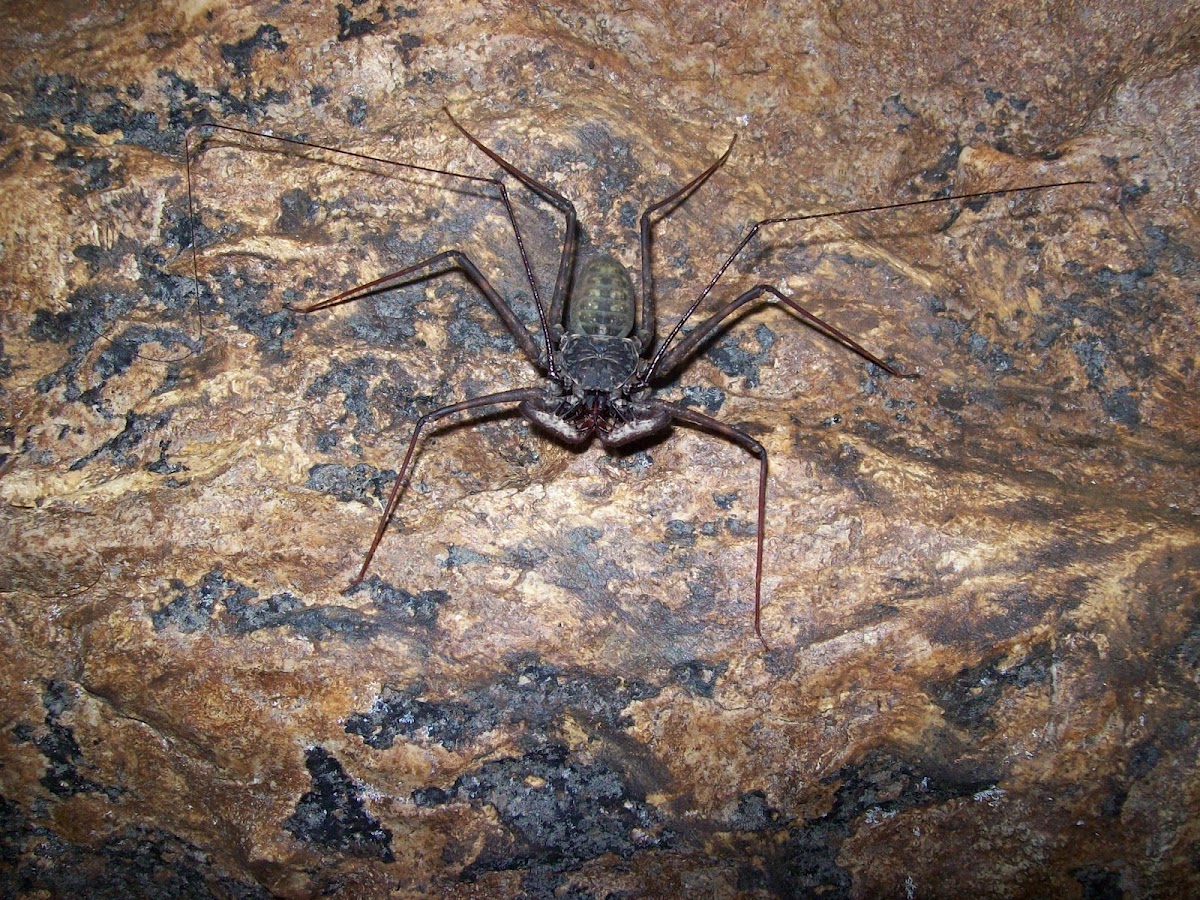 Guabá (Tailless Whipscorpion)